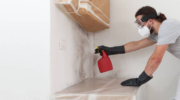 Professional Basement Mold Removal technician working in Lumberton, NC