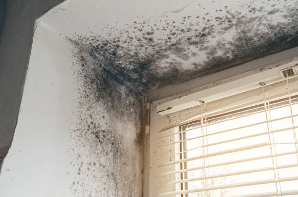Affordable Basement Mold Removal solutions in Lumberton, NC