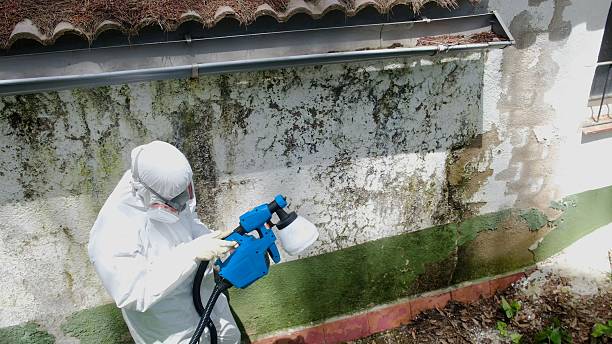 Top rated local Basement Mold Removal specialists in Lumberton, NC